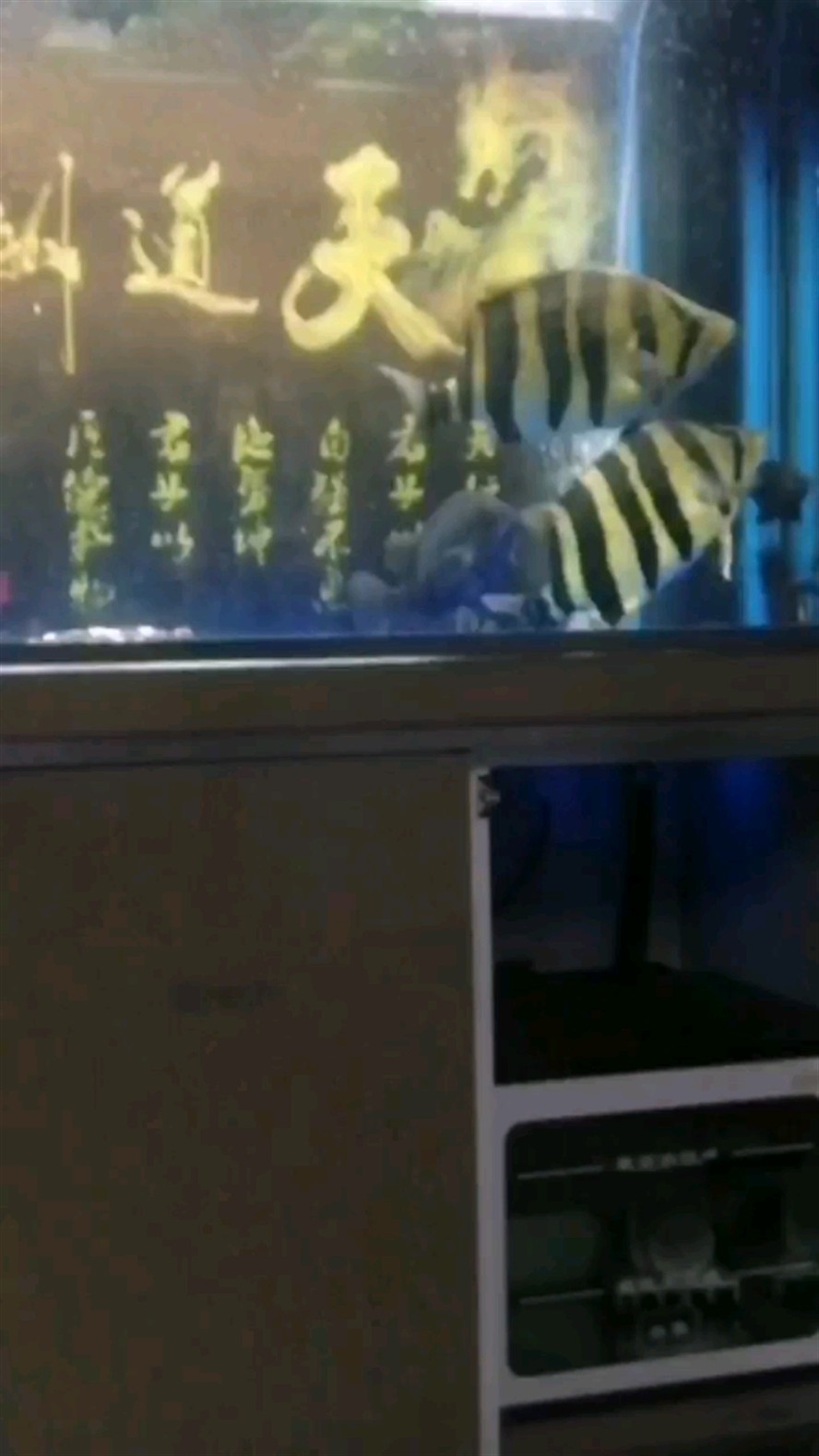 4紋大虎魚