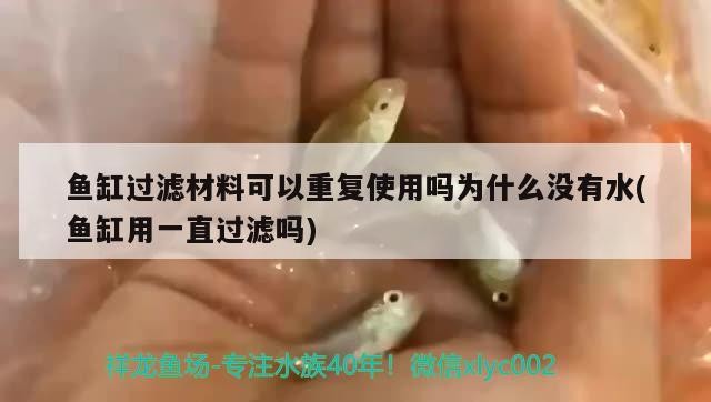 金龍魚與虎魚混養好嗎圖片（紅老虎魚和金龍魚混養）