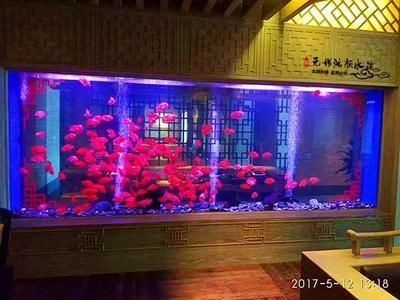 銀龍魚苗怎么養護視頻教程（銀龍魚苗怎么養護視頻教程全集）