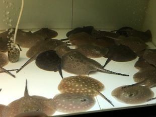 皇冠魟魚的飼養秘籍皇冠魟魚的飼養秘籍皇冠魟魚的飼養秘籍：如何選擇魚缸底色