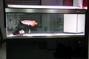 連江縣鳳城鎮藝無涯水族工藝品店（連江縣鳳城鎮藝無涯水族工藝品店電話）