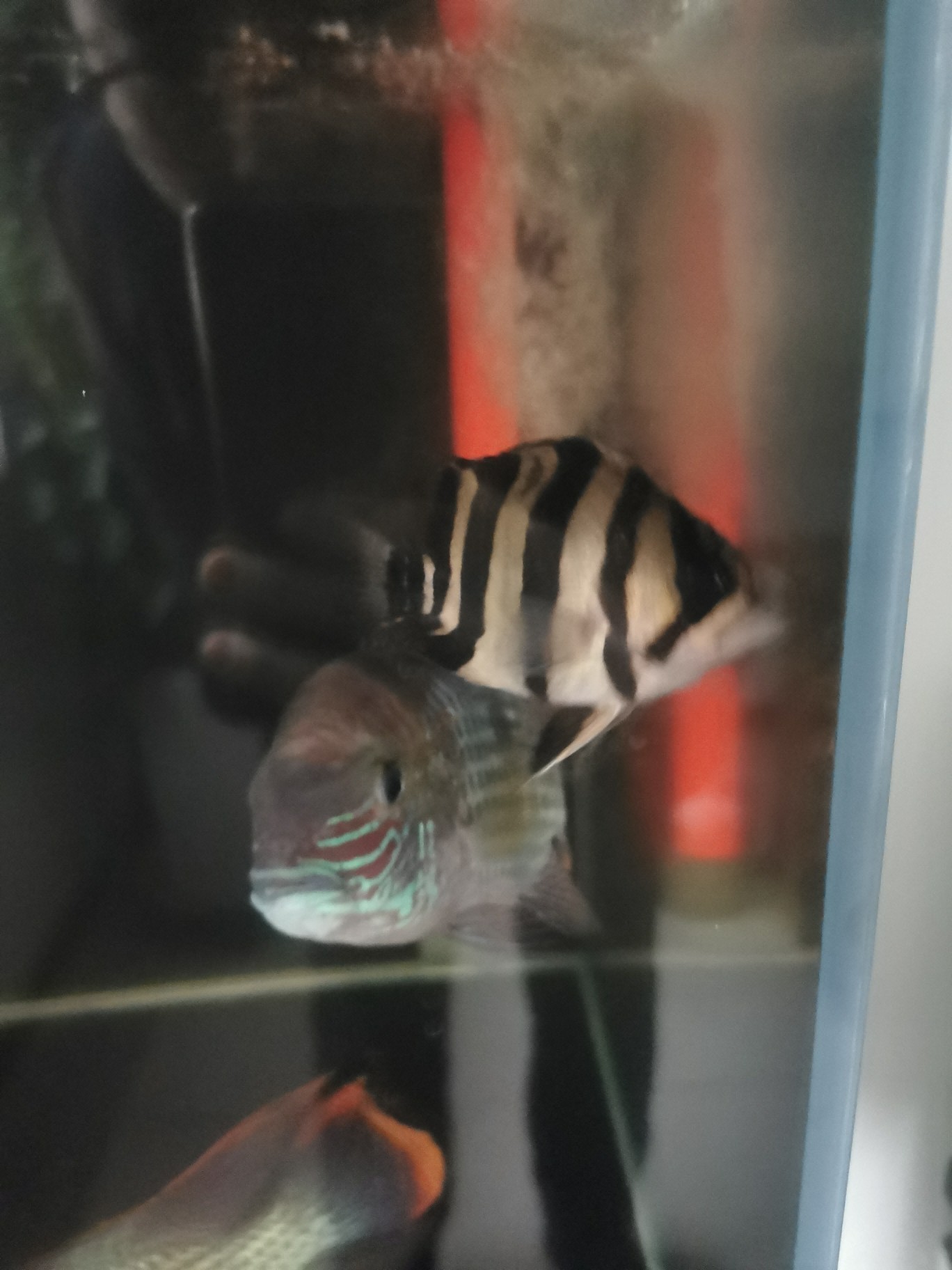 虎魚蹭缸各位大哥指導一下 虎魚蹭缸各位大哥指導一下 虎魚百科 第1張