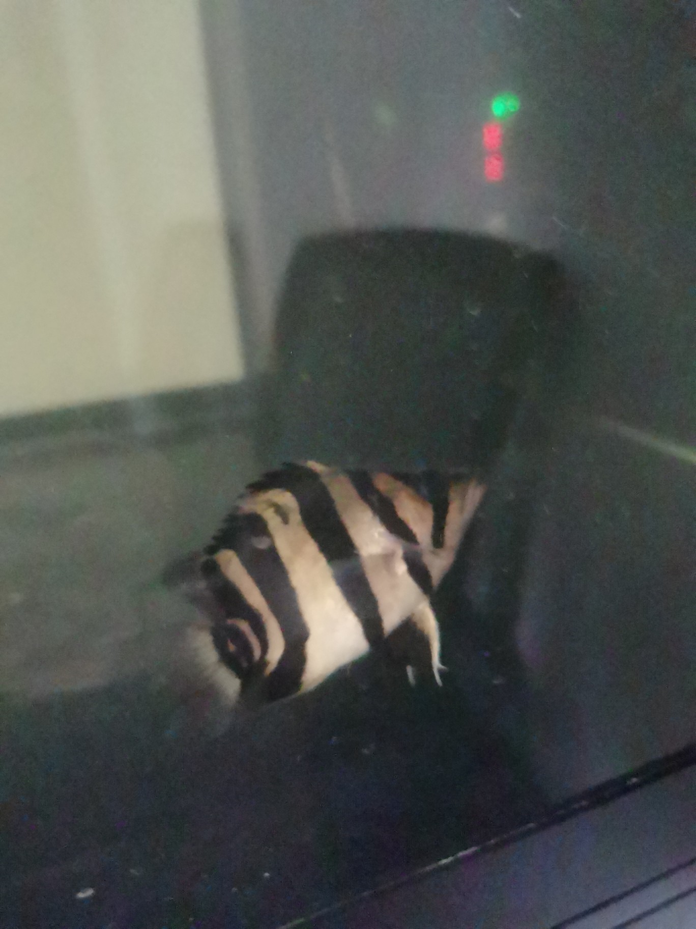 虎魚蹭缸各位大哥指導一下 虎魚蹭缸各位大哥指導一下 虎魚百科 第2張