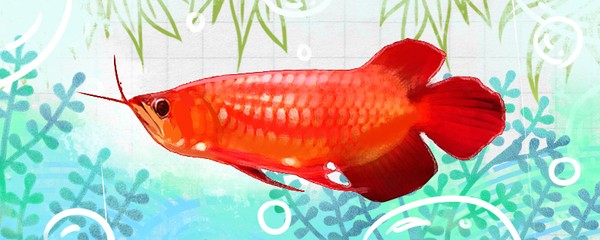 銀龍魚壽命是幾年（銀龍魚壽命是幾年到幾年）