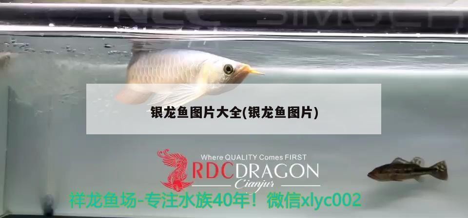 銀龍魚(yú)圖片大全(銀龍魚(yú)圖片)