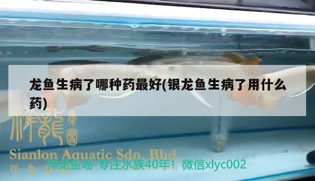 龍魚生病了哪種藥最好(銀龍魚生病了用什么藥) 龍魚生病了哪種藥最好(銀龍魚生病了用什么藥) 銀龍魚百科