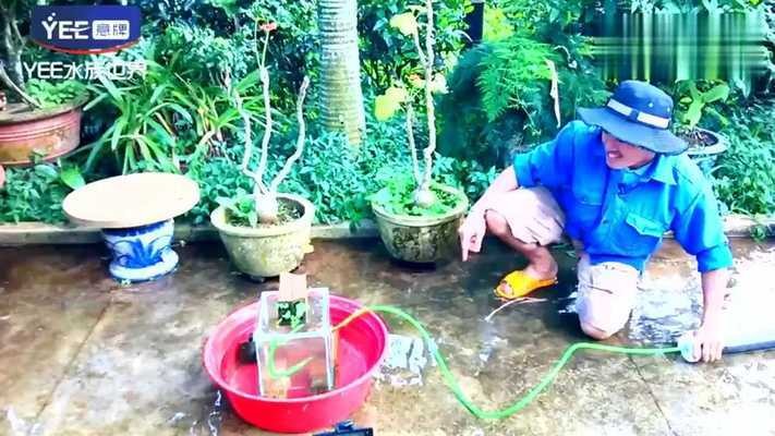 銀龍魚嘴爛了多久可以恢復正常（銀龍魚嘴爛了多久可以恢復正常顏色）