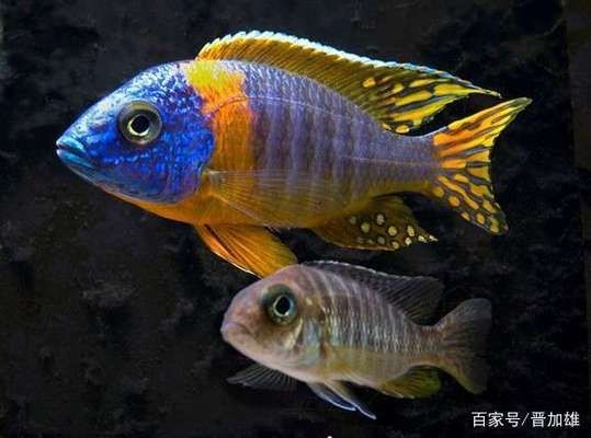 坦湖魚類適應性研究，坦湖底棲魚類適應性研究