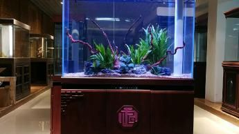 大型魚缸如何消毒：大型魚缸如何消毒？
