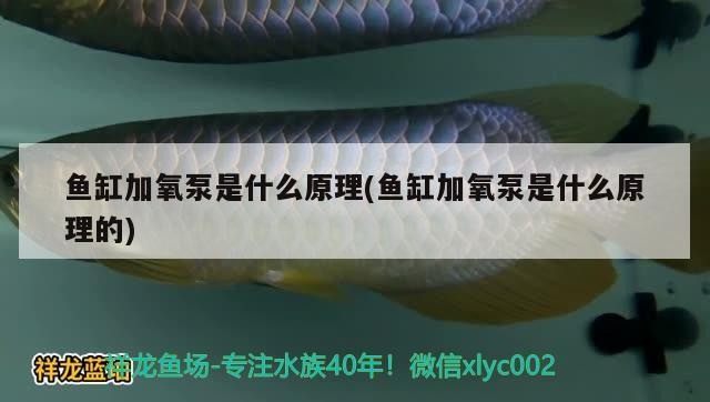 銀龍魚吃什么發色最好看的（銀龍魚吃什么顏色好看）