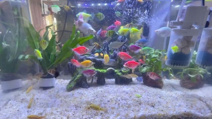 徐州經(jīng)濟技術(shù)開發(fā)區(qū)魚水情緣水族館（徐州水族館地址）