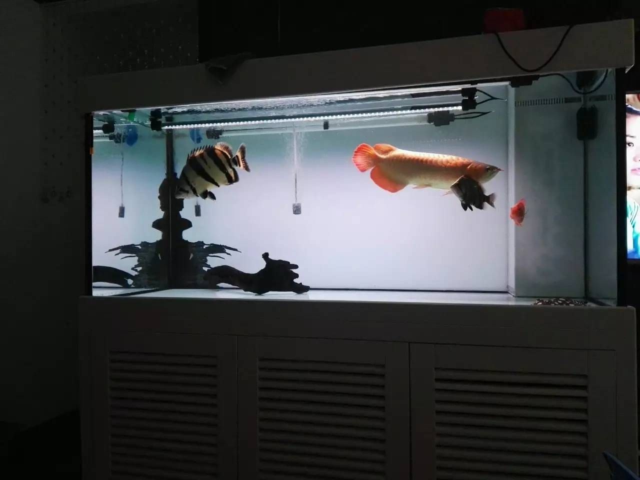 蘇虎魚(yú)混養(yǎng)過(guò)濾系統(tǒng)優(yōu)化，優(yōu)化蘇虎魚(yú)混養(yǎng)過(guò)濾系統(tǒng) 蘇虎魚(yú)混養(yǎng)過(guò)濾系統(tǒng)優(yōu)化，優(yōu)化蘇虎魚(yú)混養(yǎng)過(guò)濾系統(tǒng) 虎魚(yú)百科 第5張
