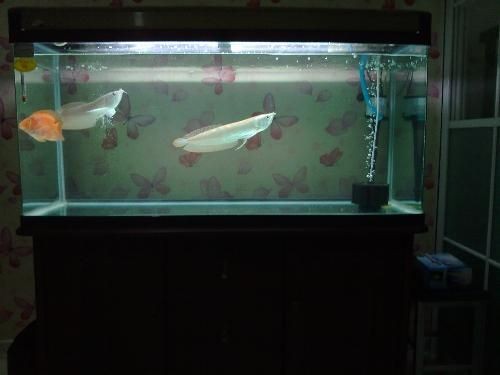蘇虎魚(yú)混養(yǎng)過(guò)濾系統(tǒng)優(yōu)化，優(yōu)化蘇虎魚(yú)混養(yǎng)過(guò)濾系統(tǒng) 蘇虎魚(yú)混養(yǎng)過(guò)濾系統(tǒng)優(yōu)化，優(yōu)化蘇虎魚(yú)混養(yǎng)過(guò)濾系統(tǒng) 虎魚(yú)百科 第6張