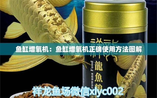 白化銀龍魚圖片(白色的銀龍魚)