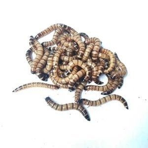 紅龍魚頭部黑色的蟲子怎么治