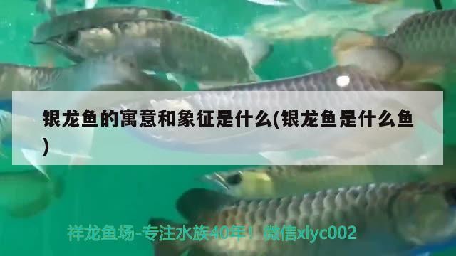 銀龍魚的寓意和象征是什么(銀龍魚是什么魚)