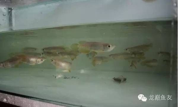 龍魚趴缸底是什么病因引起的呢怎么治 龍魚趴缸底是什么病因引起的呢怎么治 龍魚百科 第1張