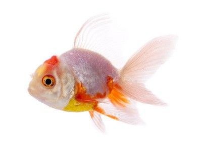龍魚黑底好還是白底好養(yǎng)呢