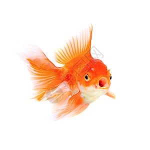國畫魚缸作品的繪畫技巧:國畫魚缸作品的構圖技巧 魚缸百科 第3張 國畫魚缸作品的繪畫技巧:國畫魚缸作品的構圖技巧 國畫魚缸作品的繪畫技巧:國畫魚缸作品的構圖技巧 魚缸百科 第3張
