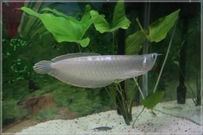 上海市徐匯區(qū)生生水族器具館（上海市徐匯區(qū)生生水族器具館電話號碼）
