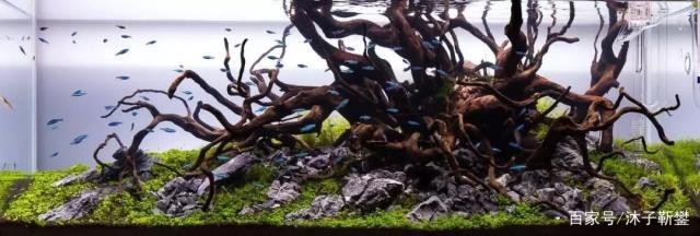 銀龍魚繁衍過程（銀龍魚繁衍過程視頻）