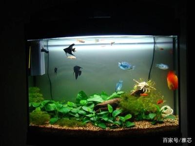 銀龍魚咬人嗎?（銀龍魚咬人嗎有毒嗎）