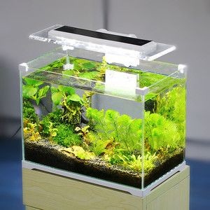 觀景魚缸的清理方法及其注意事項：觀景魚缸清潔與魚缸的清理方法及其注意事項，魚缸清潔效果