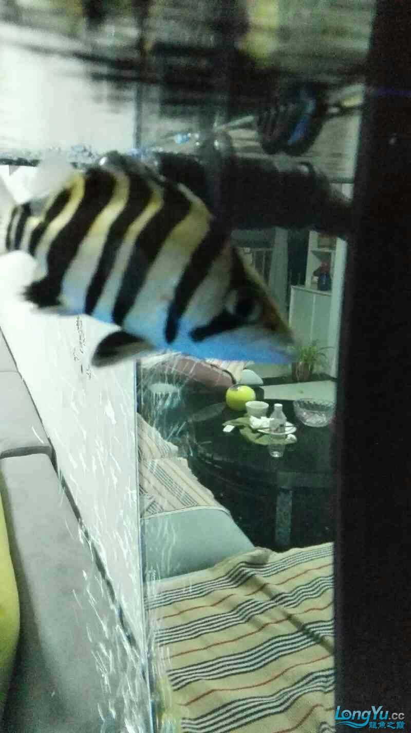 急急急虎魚張嘴合不上