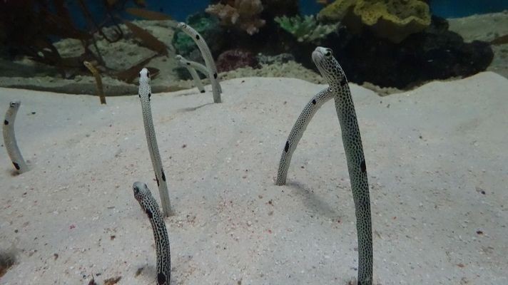 銀龍魚壽命是多長時間（銀龍魚壽命是多長時間的）