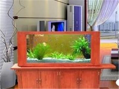 觀賞魚缸領(lǐng)域影響力的加盟品牌：水族器材的發(fā)展影響力：如何選擇一個合適的水族器材