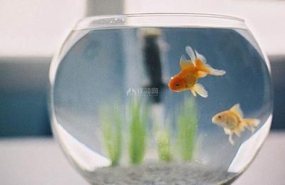 風水魚缸，家居風水，風水<strong><mark>吉利</mark></strong>，圓形魚缸：風水魚缸的挑選秘籍