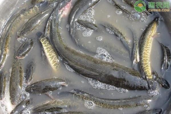 黑魚的養殖技巧：黑魚在魚缸中的養殖方法 黑魚的養殖技巧：黑魚在魚缸中的養殖方法 魚缸百科 第1張