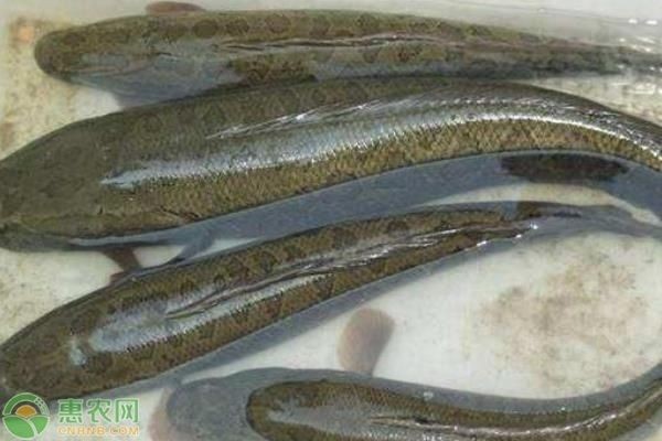 黑魚的養殖技巧：黑魚在魚缸中的養殖方法 黑魚的養殖技巧：黑魚在魚缸中的養殖方法 魚缸百科 第2張