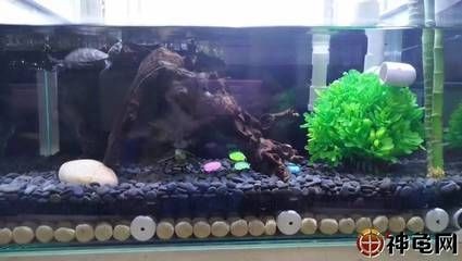 魚缸水質(zhì)管理的重要性：魚缸換水的科學(xué)依據(jù) 魚缸水質(zhì)管理的重要性：魚缸換水的科學(xué)依據(jù) 魚缸百科 第1張