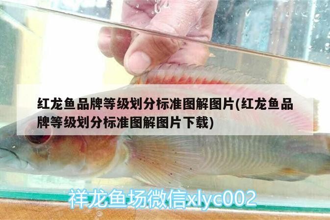 龍魚和虎魚混養(yǎng)視頻教程全集（龍魚和虎魚打架的解決辦法）