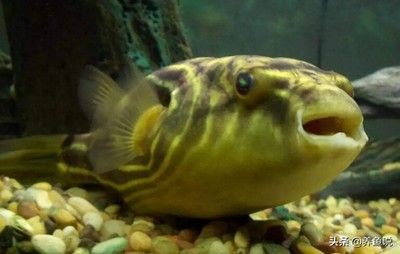 觀賞魚的飼養技巧：狗頭魚的飼養技巧