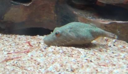 觀賞魚的飼養技巧：狗頭魚的飼養技巧