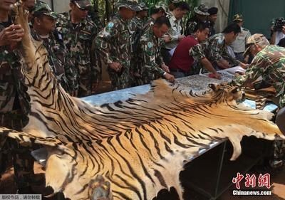 泰國(guó)虎魚出口政策解讀，泰國(guó)虎魚出口政策