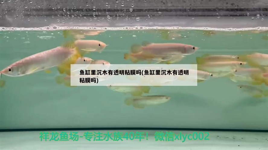 飼料 魚缸里沉木有透明粘膜嗎(魚缸里沉木有透明粘膜嗎) 銀龍魚百科 魚缸里沉木有透明粘膜嗎(魚缸里沉木有透明粘膜嗎) 魚缸里沉木有透明粘膜嗎(魚缸里沉木有透明粘膜嗎) 銀龍魚百科