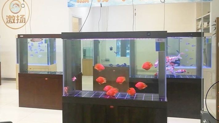 銀龍魚公母怎么分圖片視頻（銀龍魚公母怎么分圖片視頻大全） 銀龍魚公母怎么分圖片視頻（銀龍魚公母怎么分圖片視頻大全） 銀龍魚百科