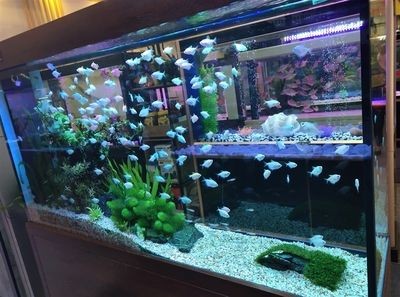 魚缸選擇魚缸的選擇與魚缸的選擇與答案有哪些問題：關于魚缸的問題