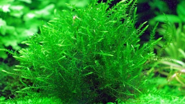 富順縣利波水族量販經(jīng)營店（富順縣利波水族量販經(jīng)營店在哪里）