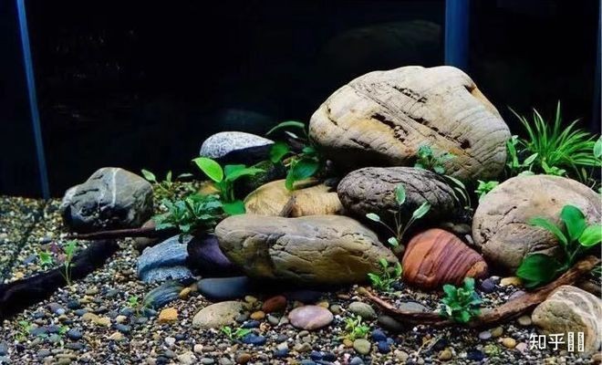 惠陽區新圩新景水族館（惠陽區新圩新景水族館地址）