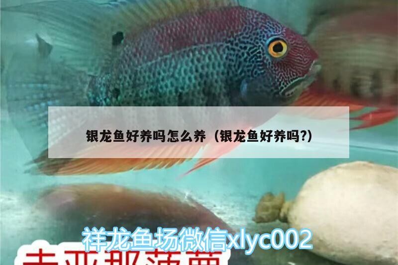 銀龍魚好養嗎怎么養（銀龍魚好養嗎?）