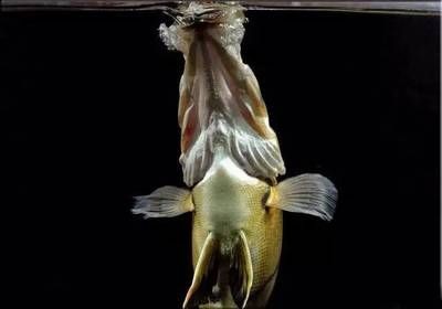 虎魚活食消毒方法，虎魚活食冷凍消毒方法是一種有效的虎魚活食消毒方法