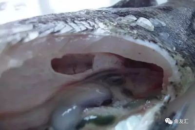 虎魚活食消毒方法，虎魚活食冷凍消毒方法是一種有效的虎魚活食消毒方法