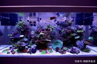 新手選擇海缸生態(tài)系統(tǒng)建立一個(gè)健康的海缸生態(tài)系統(tǒng)需要精心規(guī)劃和維護(hù)：如何打造一個(gè)穩(wěn)定的海水魚缸生態(tài)系統(tǒng)