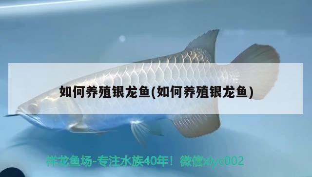 如何養殖銀龍魚(如何養殖銀龍魚)