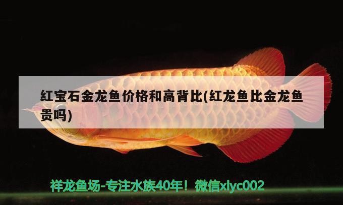 龍魚和虎頭鯊能混養嗎圖片大全（虎頭鯊能和雷龍魚混養嗎_）