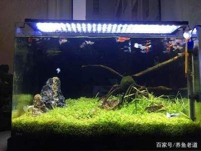 沉木魚缸養魚搭配：沉木魚缸養魚搭配指南 沉木魚缸養魚搭配：沉木魚缸養魚搭配指南 魚缸百科 第3張